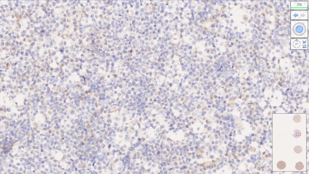 MMR Analyte Control - HistoCyte